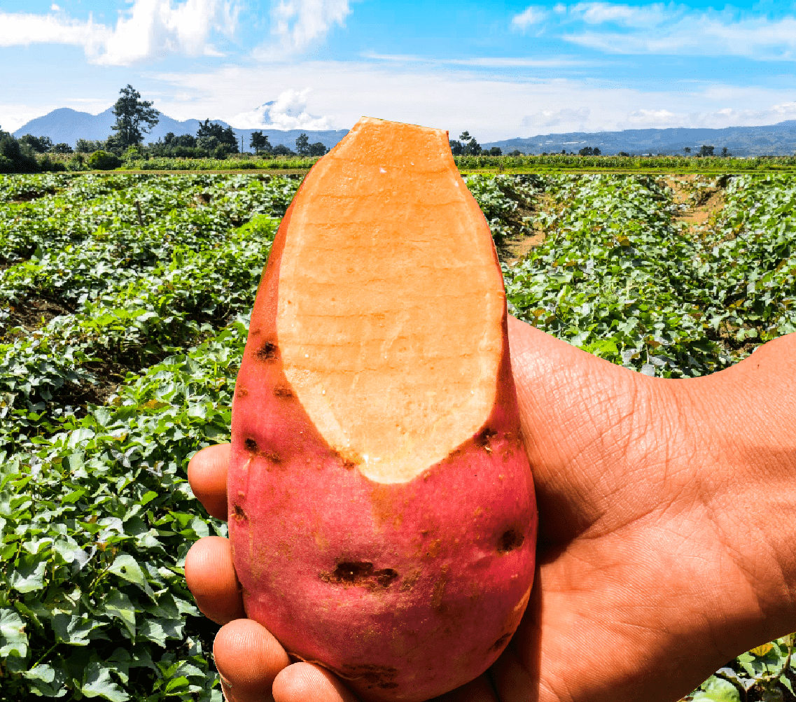 Camote biofortificado ICTA PacíficoBC